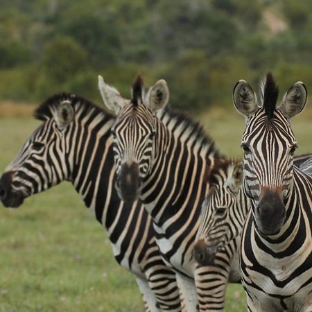 Idube Game Reserve Sabi Sand Game Reserve Buitenkant foto