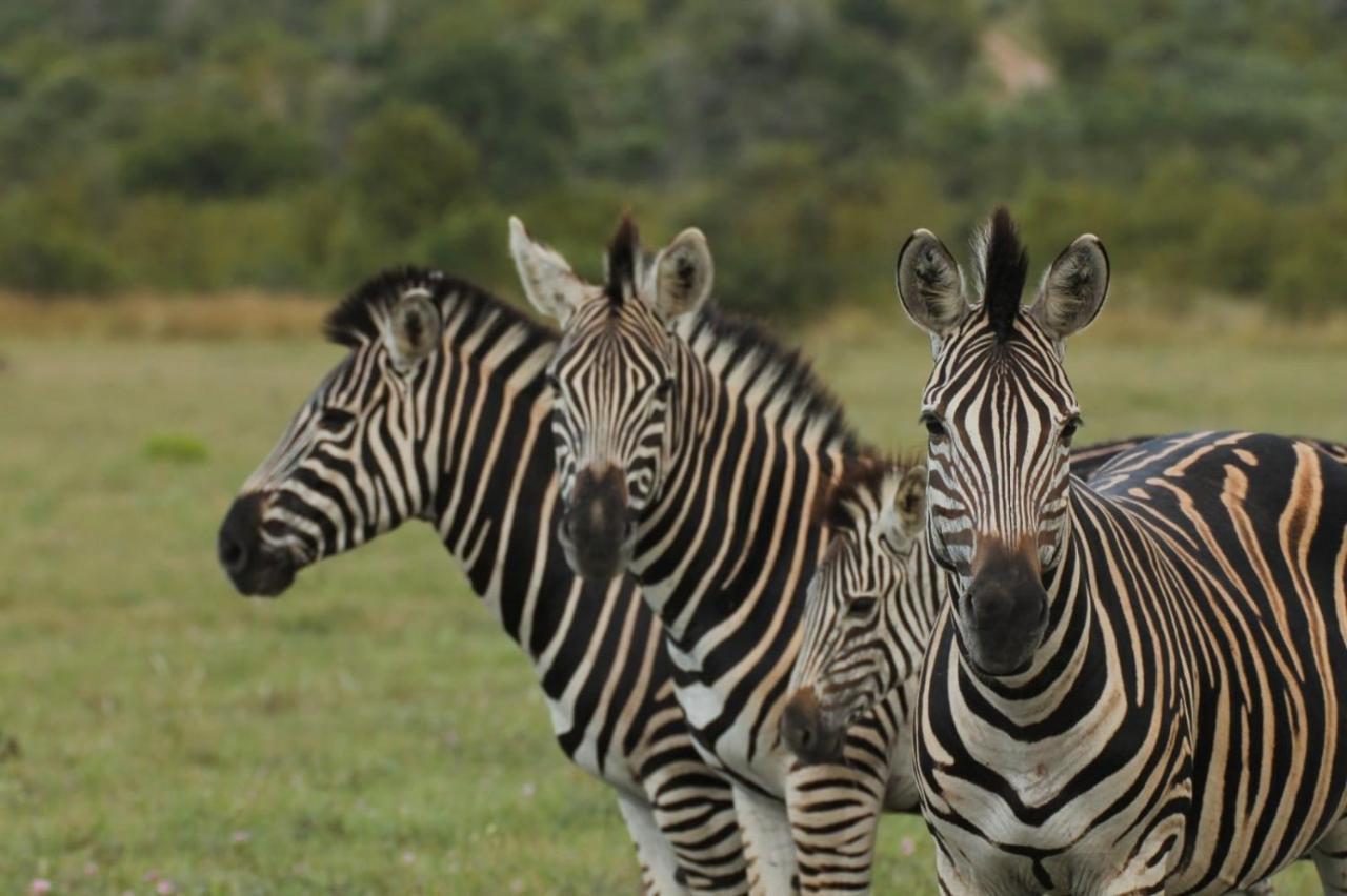 Idube Game Reserve Sabi Sand Game Reserve Buitenkant foto